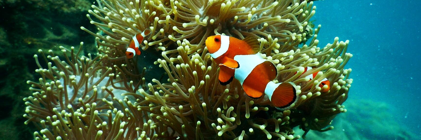 red and white clownfish under water