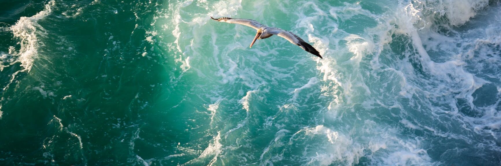 bird flying over ocean waves