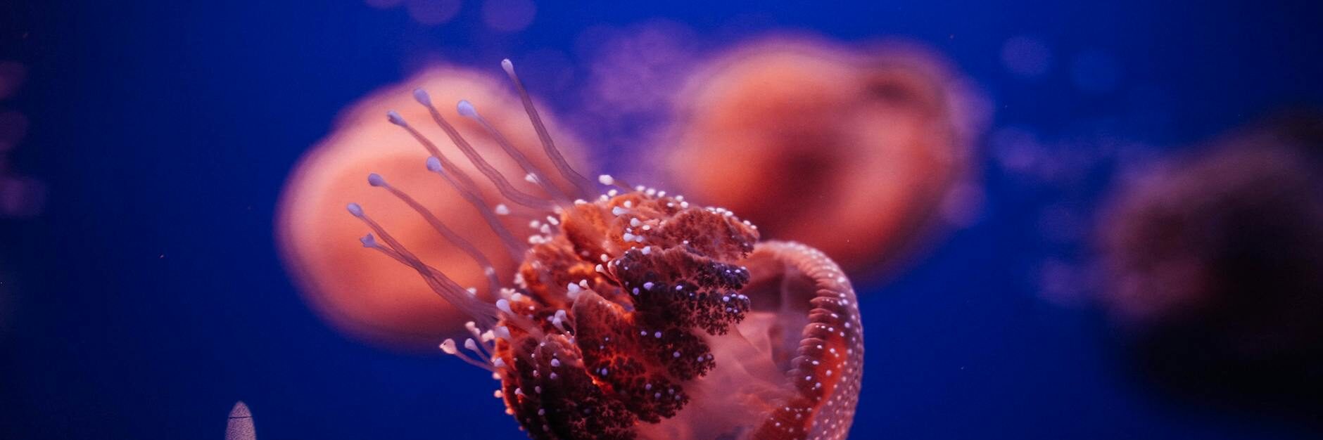 jelly fish in aquarium