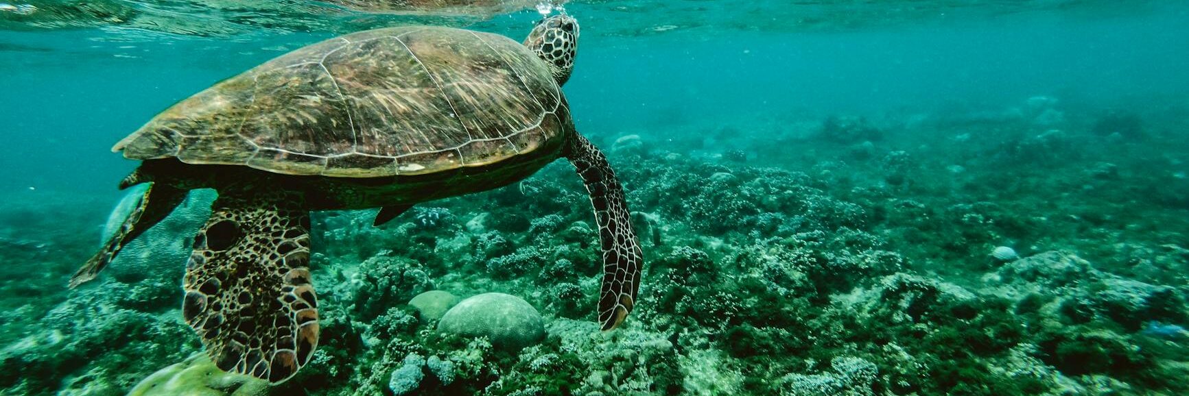 photo of a turtle swimming underwater