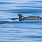 La Torre de Babel Del Alto Golfo de California: Pesca, Conservación, Aciertos  Y  Desaciertos