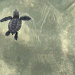 Cuando la Playa se Vuelve Aula: Cambiando la Historia de las Tortugas y la Nuestra