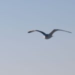 El Niño, las aves y su silencio | Una realidad incómoda