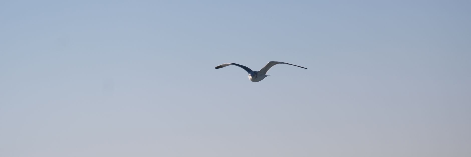 solitary seagull flying over clear blue sky